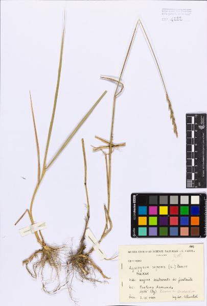 Agropyron repens (L.) Beauv.