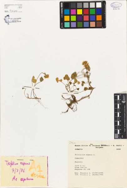 Trifolium repens L.