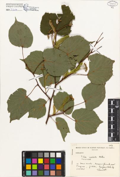 Tilia cordata Miller