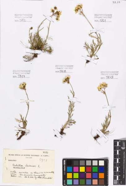 Achillea clavenae L.