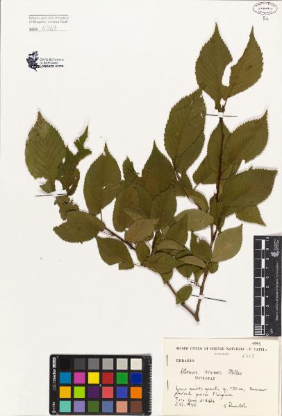 Ulmus minor Miller