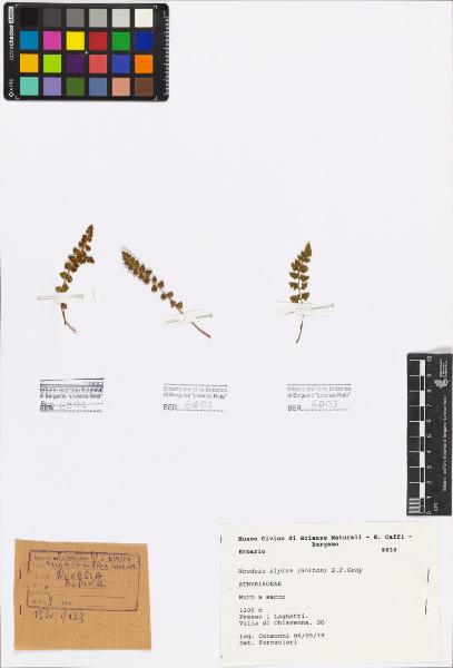 Woodsia alpina (Bolton) S.F.Gray