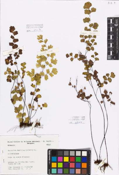 Adiantum capillus-veneris L.