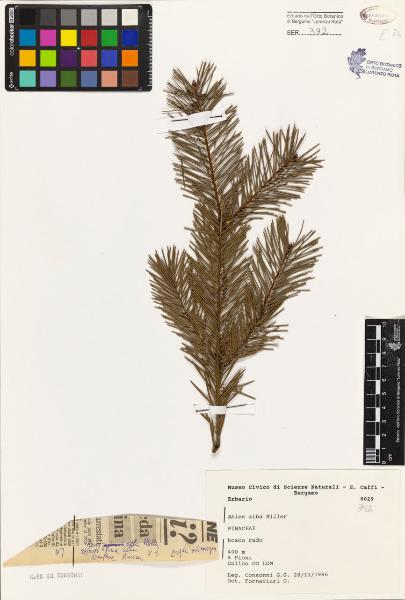 Abies alba Miller