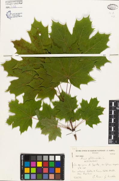 Acer platanoides L.