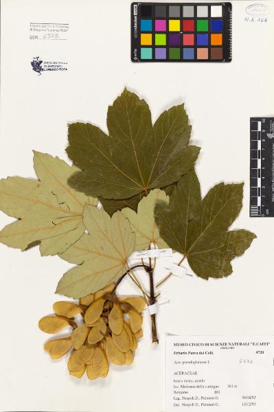 Acer pseudoplatanus L.