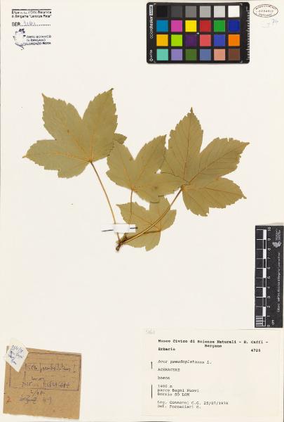 Acer pseudoplatanus L.