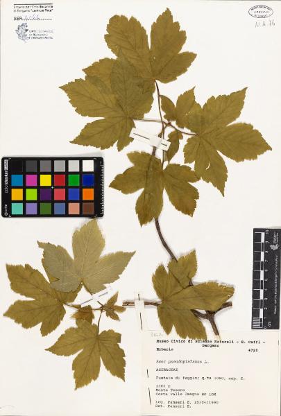 Acer pseudoplatanus L.