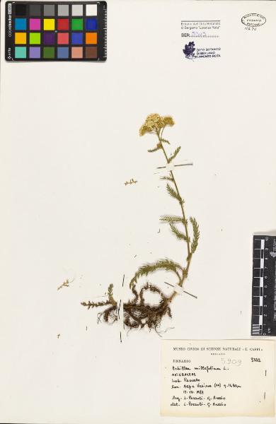 Achillea millefolium L.