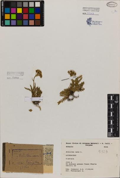 Achillea nana L.