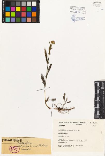 Achillea setacea W.et K.