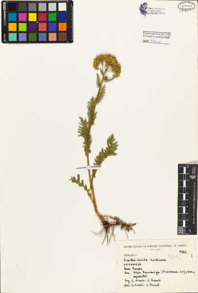 Achillea stricta Schleicher