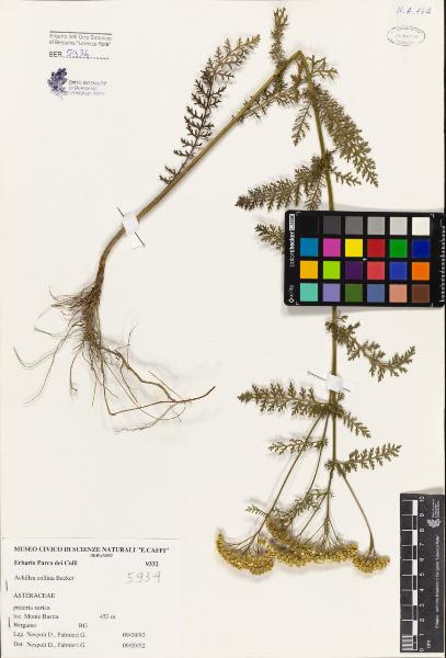 Achillea collina Becker