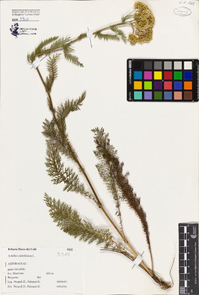 Achillea millefolium L.