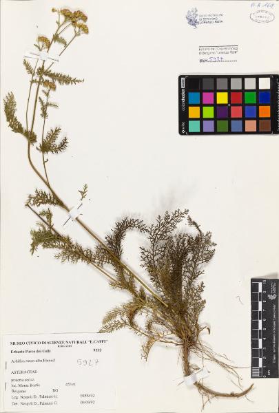 Achillea roseo-alba Ehrend