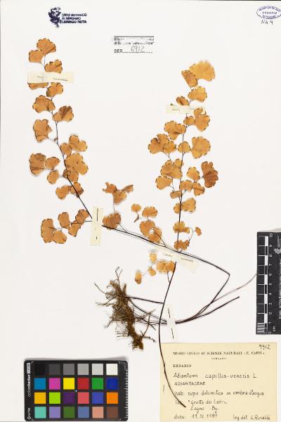 Adiantum capillus-veneris L.