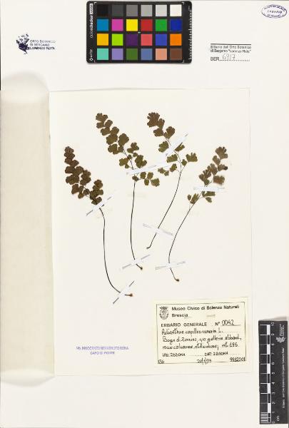 Adiantum capillus-veneris L.