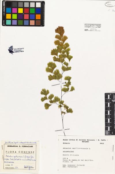 Adiantum capillus-veneris L.