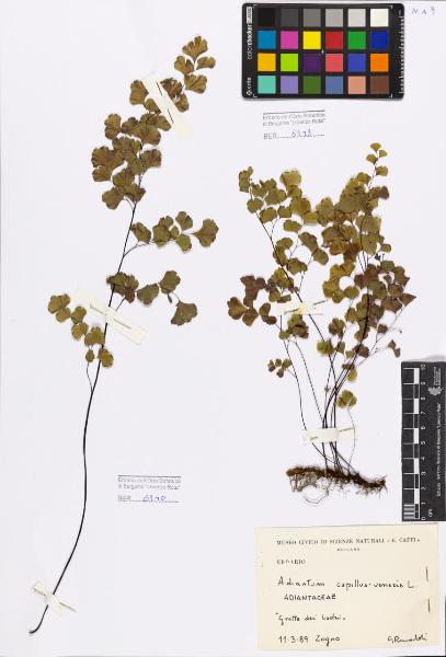 Adiantum capillus-veneris L.