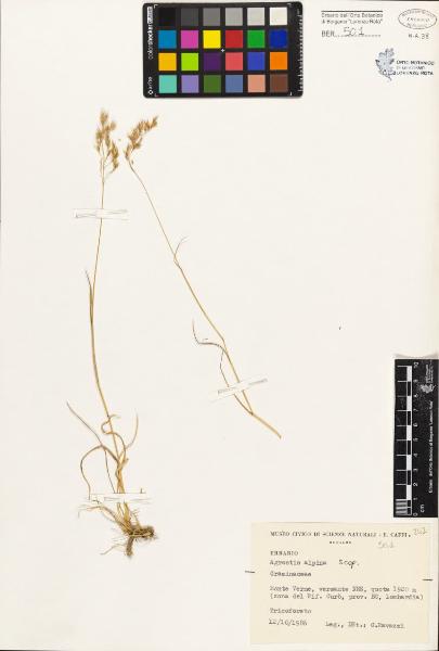 Agrostis alpina Scop.