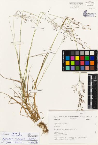 Agrostis canina L.