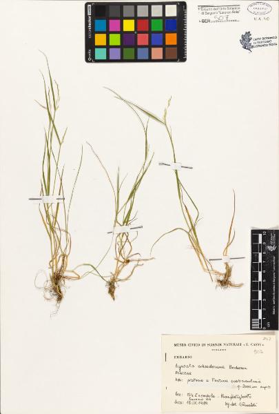 Agrostis schraderana Becherer