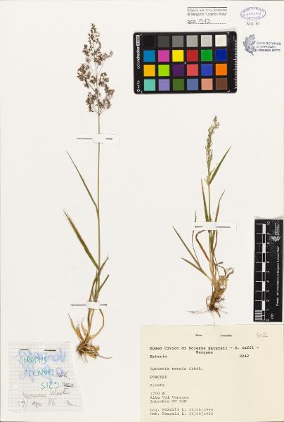 Agrostis tenuis Sibth.