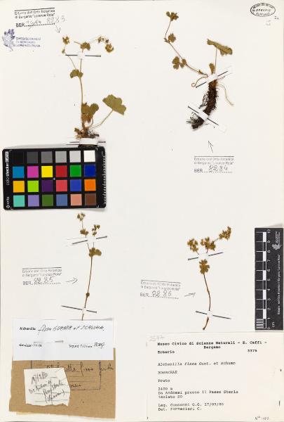 Alchemilla fissa Gunt. et Schumm