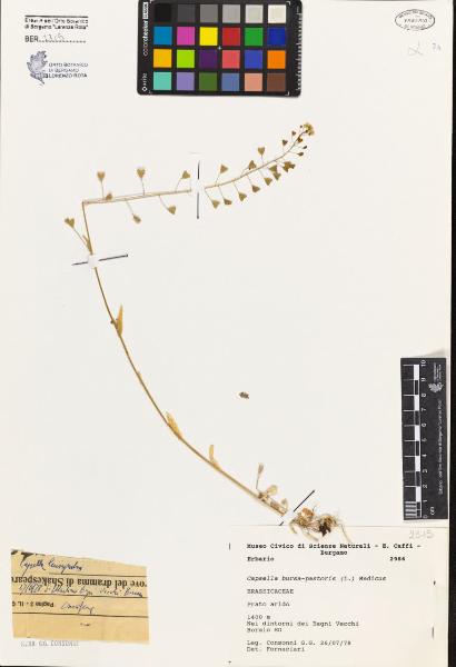 Capsella bursa-pastoris (L.) Medicus