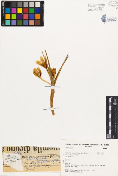 Crocus albiflorus Kit. fo. biflorus