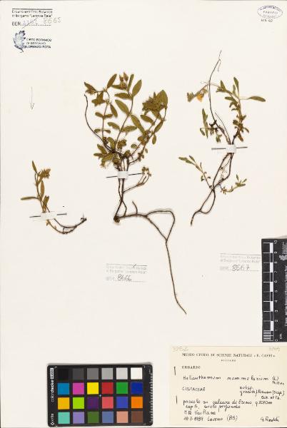 Helianthemum nummularium (L.) Miller subsp. grandiflorum Sch. et Th.