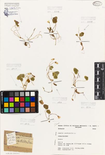 Oxalis acetosella L.