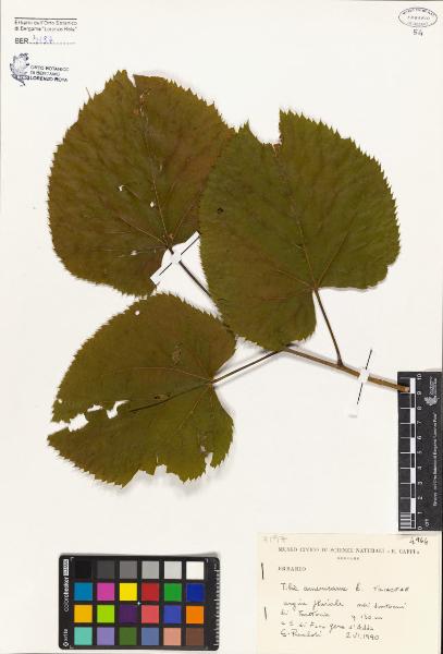 Tilia americana L.