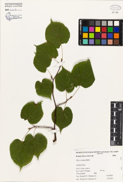 Tilia cordata Miller