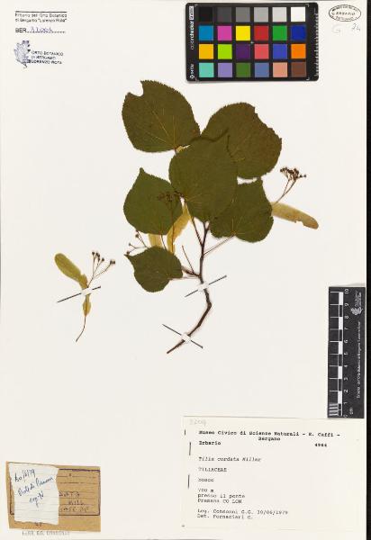 Tilia cordata Miller