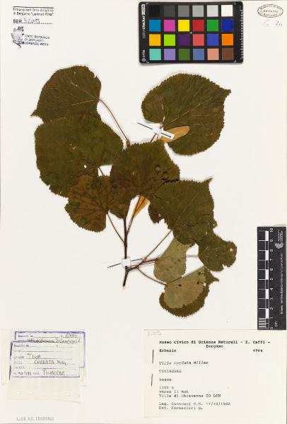 Tilia cordata Miller