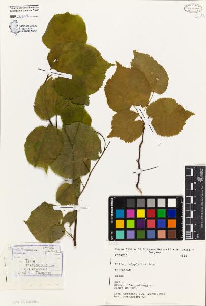 Tilia platyphyllos Scop.