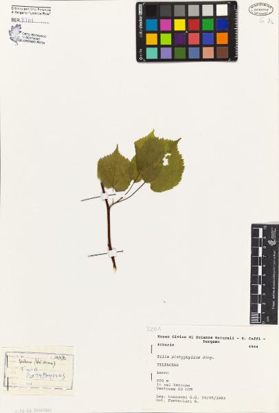 Tilia platyphyllos Scop.