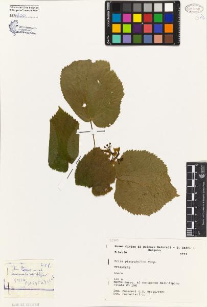 Tilia platyphyllos Scop.