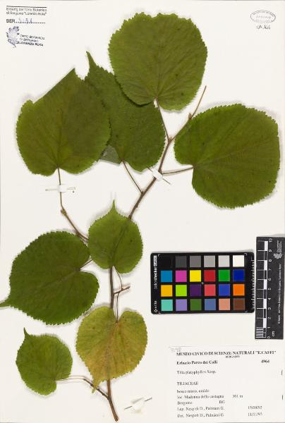 Tilia platyphyllos Scop.