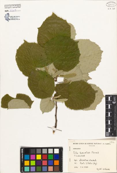 Tilia tomentosa Moench