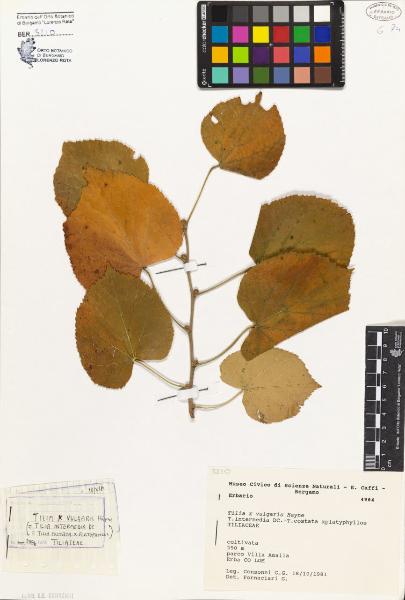 Tilia x vulgaris Hayne