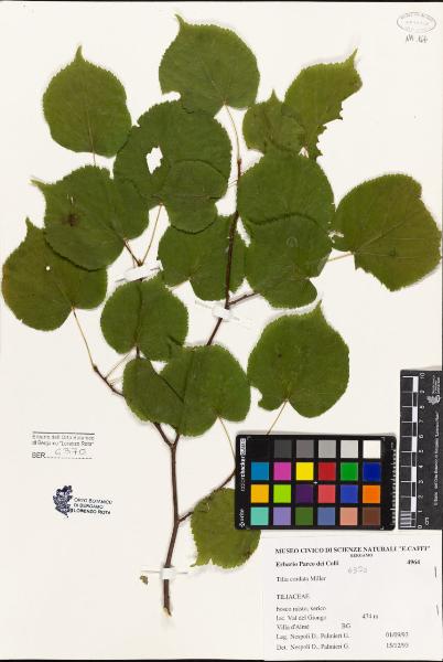 Tilia cordata Miller