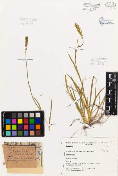 Tofieldia calyculata (L.) Wahlenb.