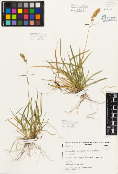 Tofieldia calyculata (L.) Wahlenb.