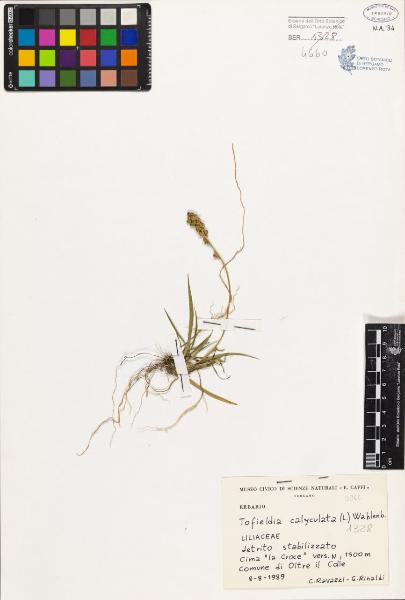 Tofieldia calyculata (L.) Wahlenb.