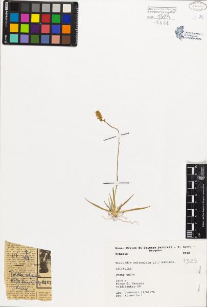 Tofieldia calyculata (L.) Wahlenb.