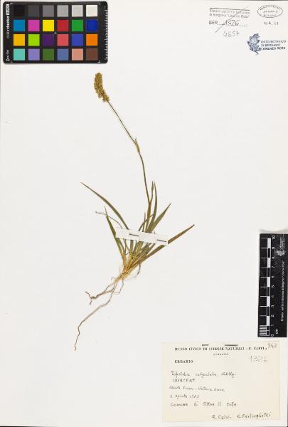 Tofieldia calyculata (L.) Wahlenb.