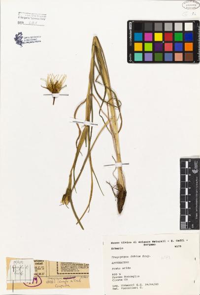 Tragopogon dubius Scop.