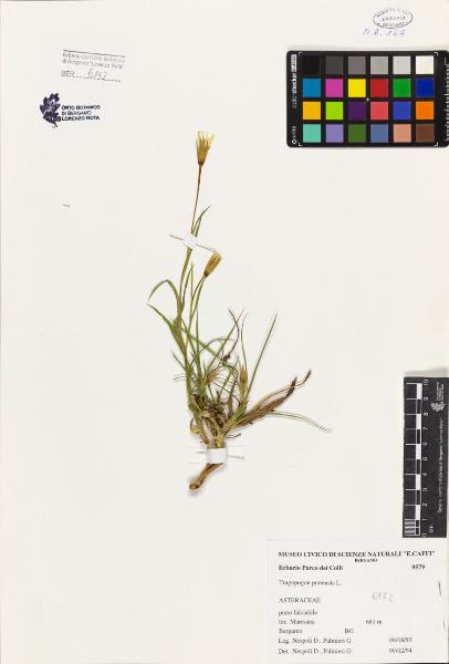 Tragopogon pratensis L.